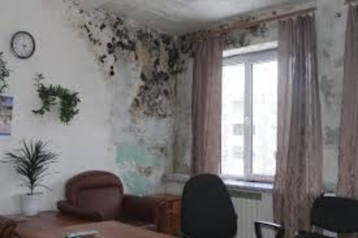 Плесень на стенах: проблемы и решения