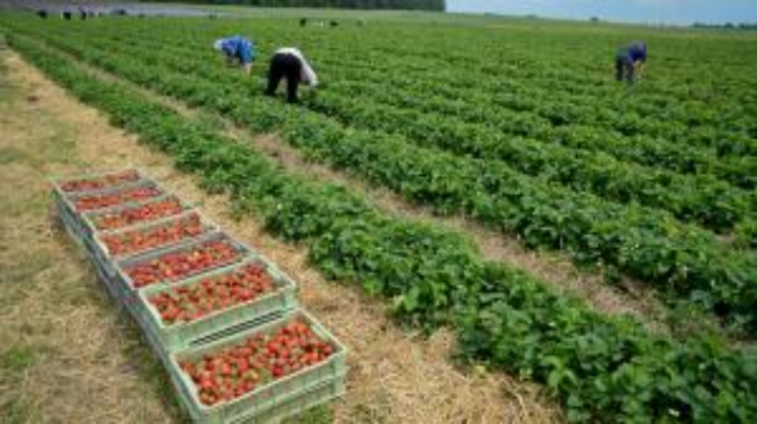 Клубничный кооператив: технология выращивания, хранения и употребление клубники