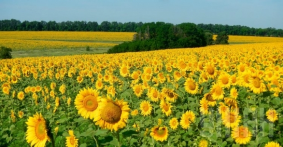 Рынок ЕС сможет компенсировать Украине потерю рынка России - эксперт