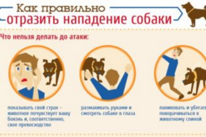 Как спастись при нападении уличной собаки