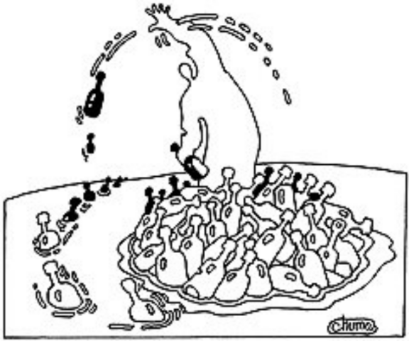 Кому принадлежит жилье в новостройках