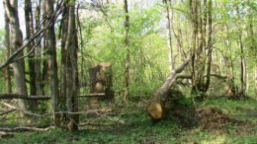 За срубленное дерево теперь нужно будет заплатить в 5,5 раз больше