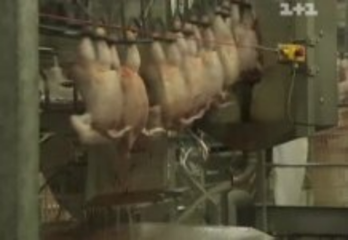 Украинцы едят бройлеров, которых лечат антибиотиками и забивают "гуманным" электротоком