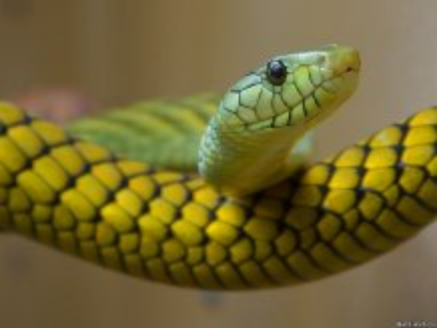 Украина стала рассадником опасных змей, которые активно нападают на отдыхающих
	
