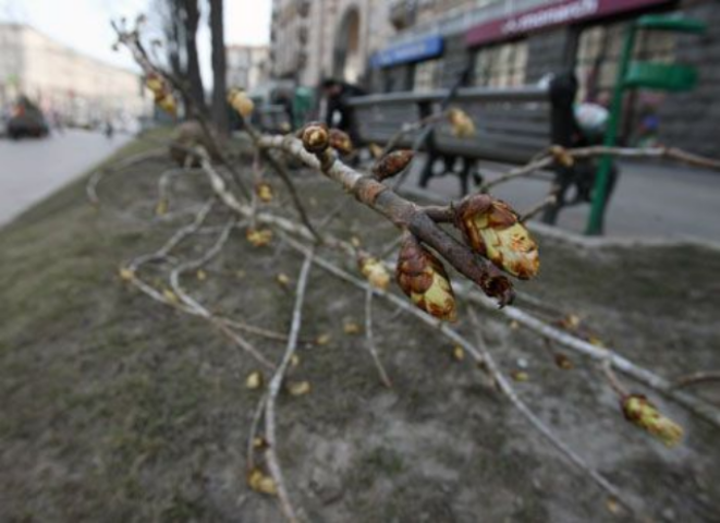 Крещатик обречен остаться без каштанов