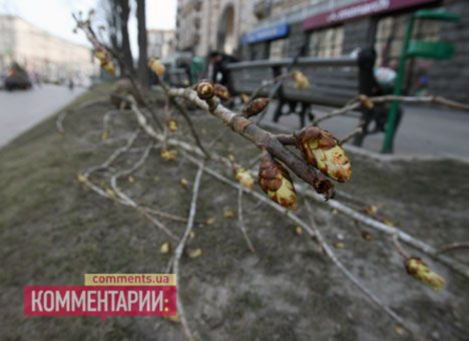 Каштановая экспертиза Попова оказалась пустышкой