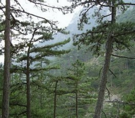 Прокурор Крыма предложил обнародовать имена получателей земли Ялтинского заповедника 