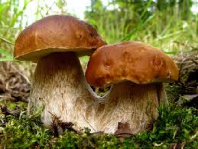 Топ немясных продуктов, дающих максимум энергии