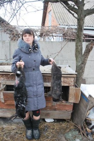 Новое нападение Чупакабры – существо прорвалась сквозь металл 