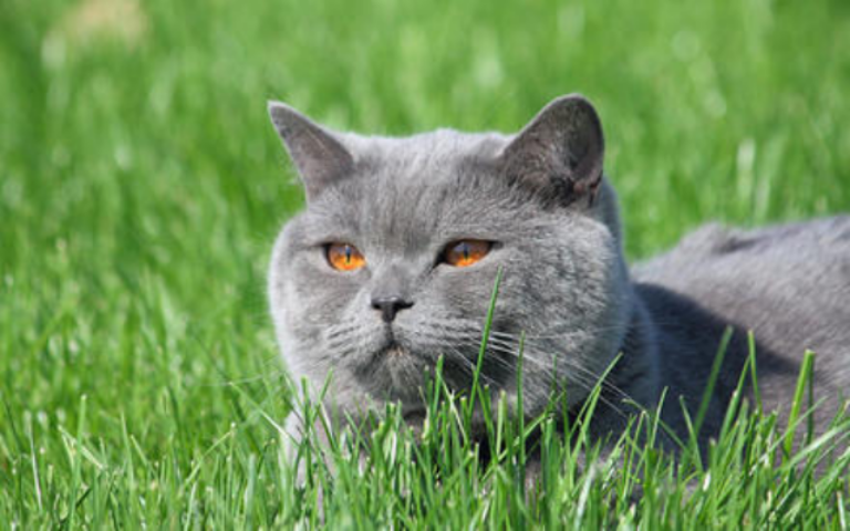Какие растения опасны для кошки?