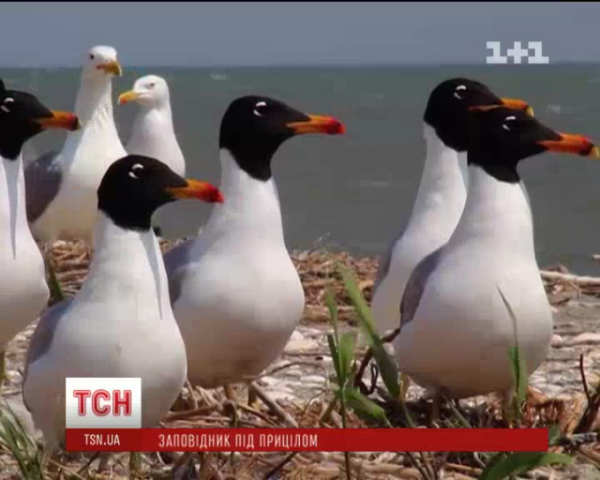 Последним "выстрелом" по дикой природе Украины может стать отстрел животных в заповедниках