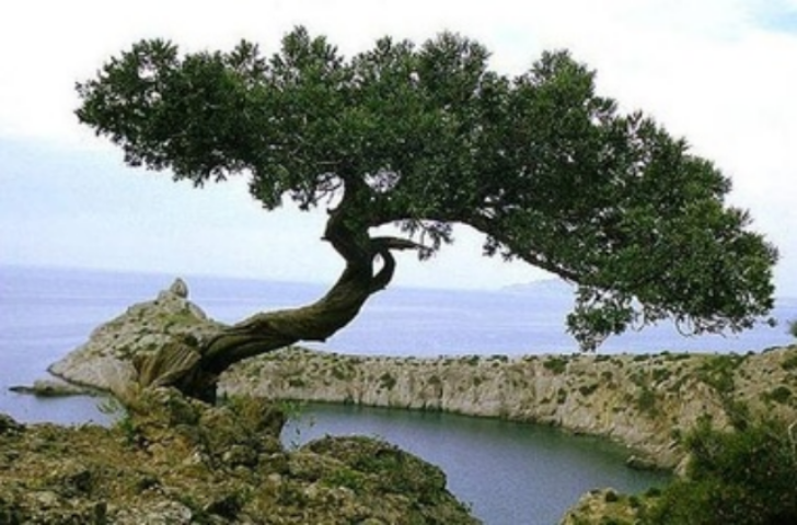 Деморфантовое дерево приморский край. Смолистый чаньяр южной америки. Реликтовые леса. Гинкго билоба реликтовое дерево. Реликтовые деревья.