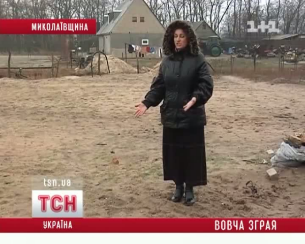 Огромная стая голодных волков на юге Украины уничтожает все на своем пути