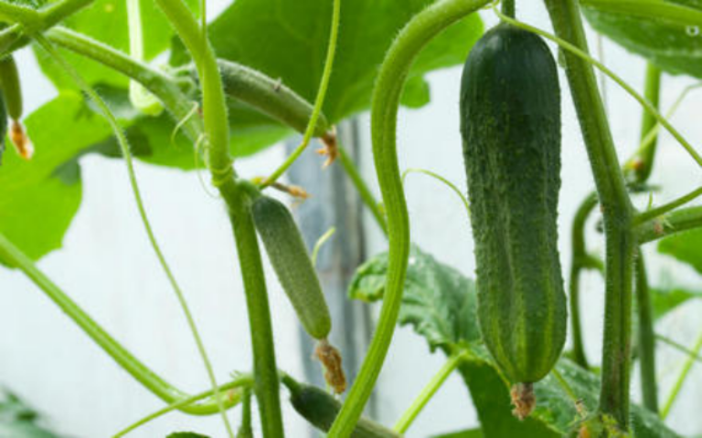 Что нужно для строительства парника? Фантазия и желание!