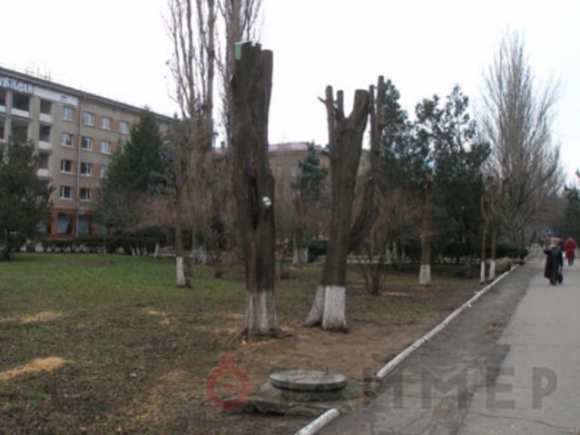 В «Горзелентресте» разработали план восстановления зелёной зоны возле клуба «Зимний»