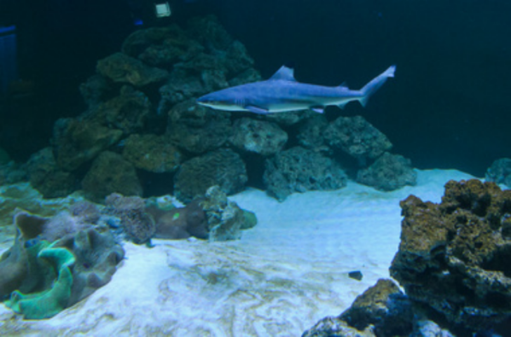 Украинские законы не могут защитить акулу из Ocean Plaza от жестокого обращения