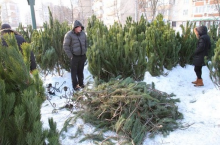 Правила выбора новогодней елки