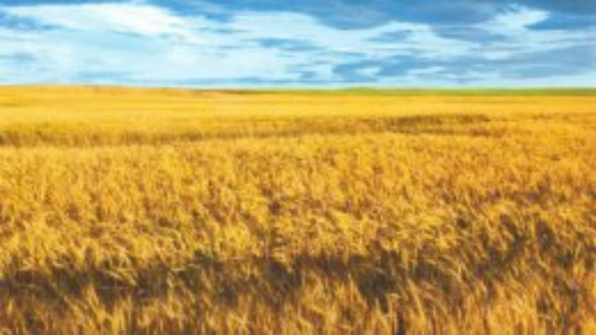 Верховная Рада продлила мораторий на продажу земель сельскохозяйственного назначения