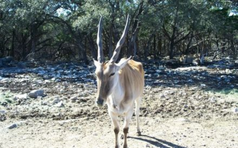 Техасское сафари: как отличить быка от антилопы?