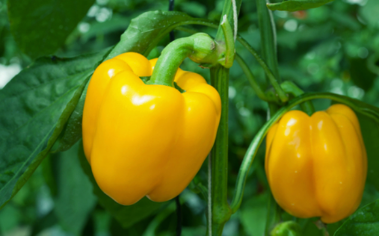 Как вырастить сладкий перец на даче? Практический опыт