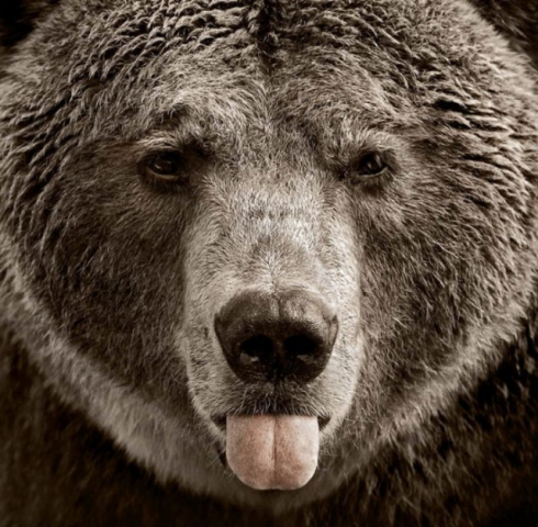 Фото Медведь зима, более 91 качественных бесплатных стоковых фото