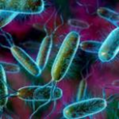 Кишечная палочка E.coli может распространяться через воду