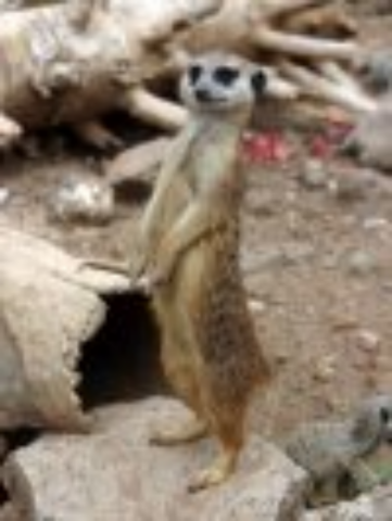 Независимый анализ киевского рынка жилья за 31.05.2011 от Суслика