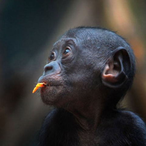 Человекообразные обезьяны. Фото