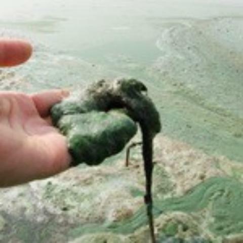 Киевское море цветет и разлагается