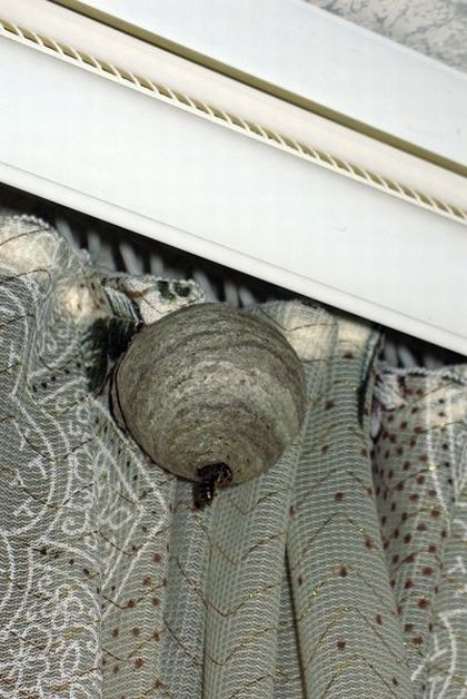 Оса пелопей. Осиное гнездо на шторе. В квартире появляются осы. В квартире появляются осы. Маленькие осы в квартире.