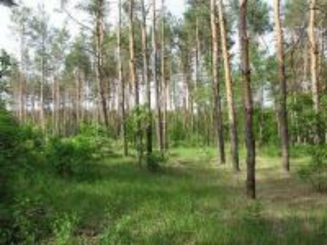 На Дніпропетровщині нелегально вирубують ліси під забудову