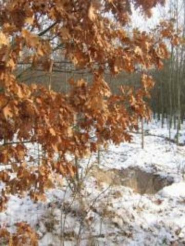 Корабельные сосны, дубы-колдуны, все – под топор