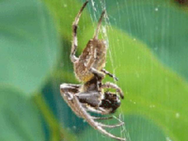 Защитить инвестора в строительство – попытка номер пять