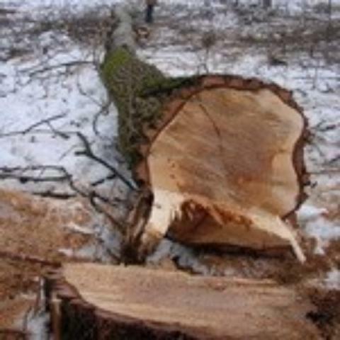 В Киеве продолжают вырубать Горбачиху