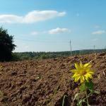 Львівщина лідирує за кількістю заяв на отримання землі