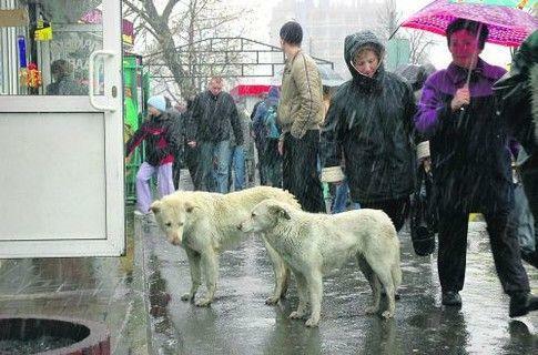Киевляне зарабатывают как могут