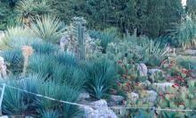 В Никитском саду снесут коттеджи?