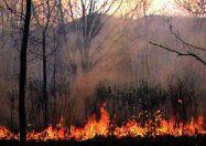 Черниговская область: лесной пожар достиг жилых домов 