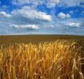Украина вернет себе утраченные позиции на рынке зерна
