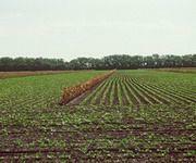 Председатель Верховной Рады Украины Александр Мороз выступает за принятие ряда законов для создания цивилизованного рынка земли в Украине