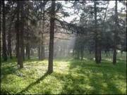 Киев увеличивает площади зеленых насаждений