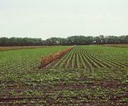 За 9 месяцев текущего года столица получила 310 миллионов гривен поступлений от аренды земли