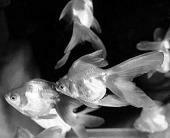 Аквариум в домашнем интерьере