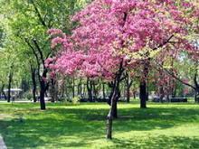 Омельченко пообещал не застраивать парк на Мануильского