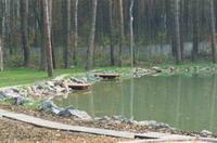 Киев просит застройщиков вернуть лес