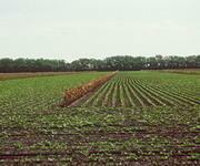 Президент выступает за принятие закона о земле в 2006 году