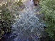 Проект речки, которой нет на карте