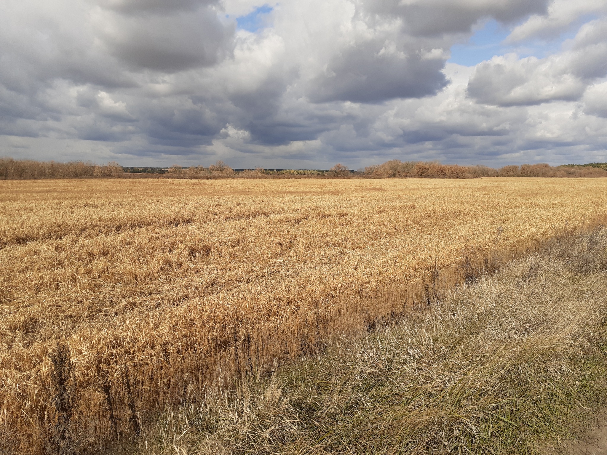 Продаж ділянки для особистого сільського господарства 110 соток, Лісна вул., Пуща-Водица ул.