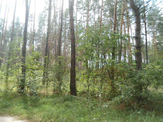 Продаж ділянки для приватного використання 4000 соток, Ленина ул.