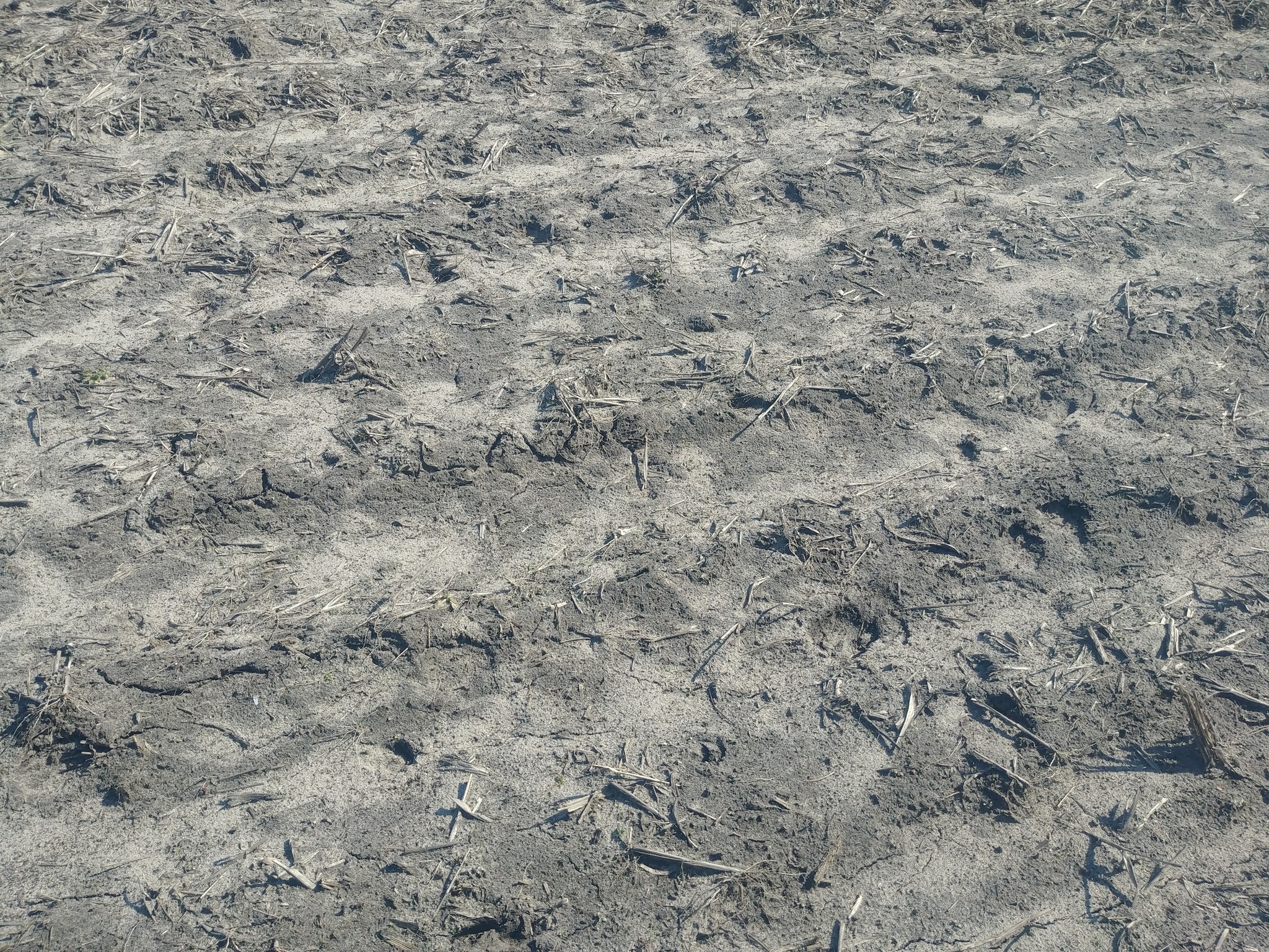 Продаж ділянки під рослинництво 23 соток